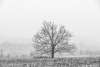 "The Tree in an early snow storm"